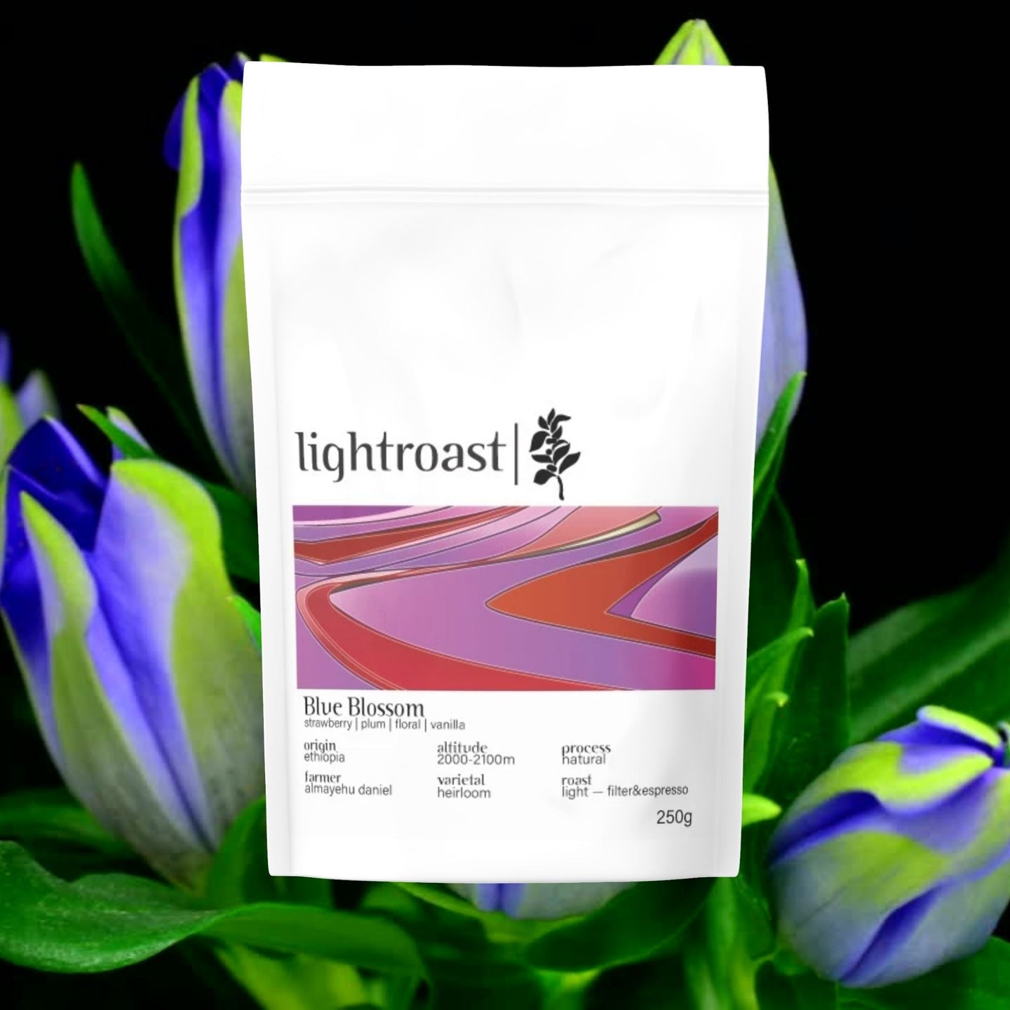 Blue Blossom, äthiopischer Specialty Coffee, Lightroast Coffee Düsseldorf. Röstkaffee