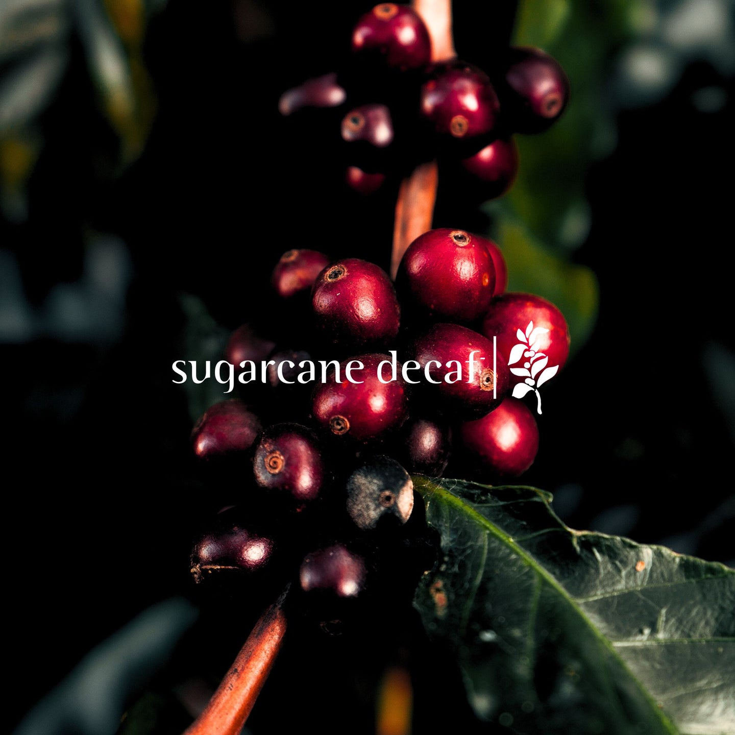 Sugarcane Decaf - 250g